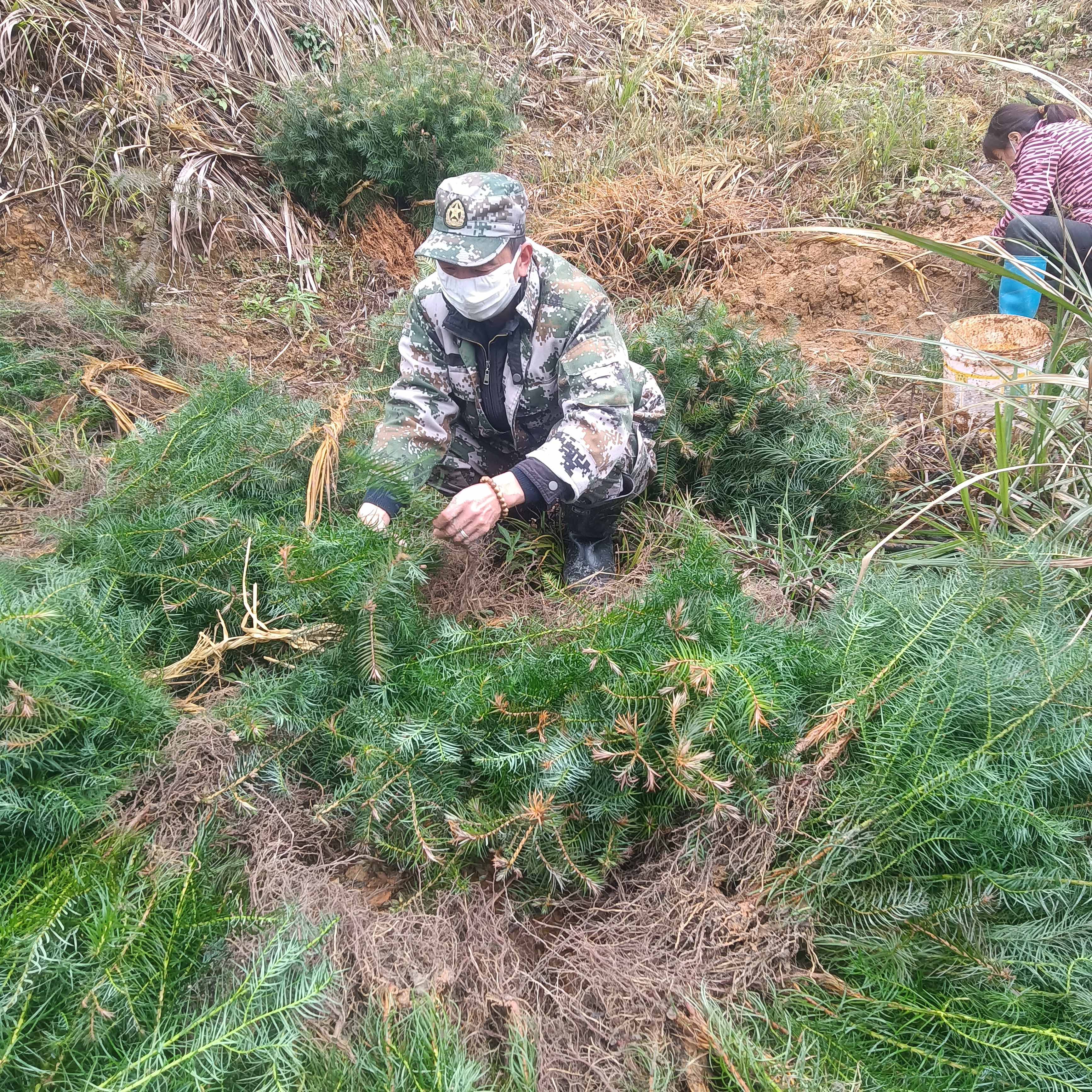 春風拂綠，萬象更新，植樹造林正當時
